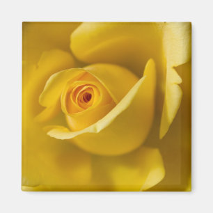 Macro Yellow Rose Magnet
