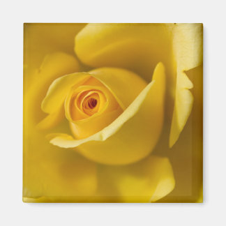 Macro Yellow Rose Magnet