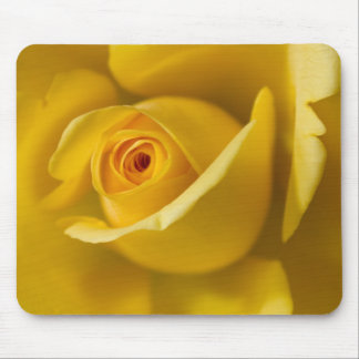 Macro Yellow Rose Mouse Mat