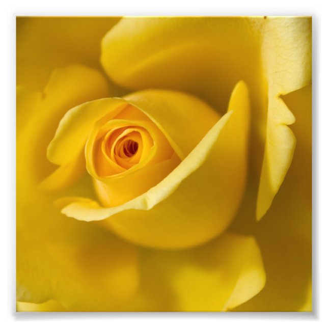 Macro Yellow Rose Photo Print (Front)