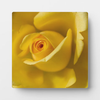 Macro Yellow Rose Plaque