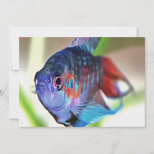 Macropodus Opercularis Aquarium Fish (Front)