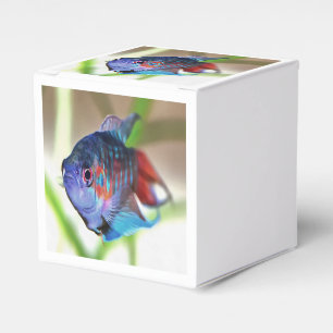 Macropodus Opercularis Aquarium Fish Favour Box