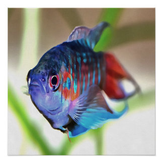 Macropodus Opercularis Aquarium Fish Poster