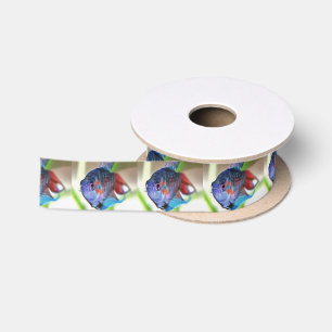 Macropodus Opercularis Aquarium Fish Satin Ribbon