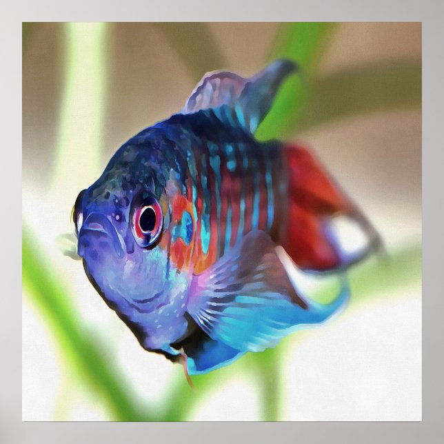 Macropodus opercularis – Paradise Fish Poster (Front)
