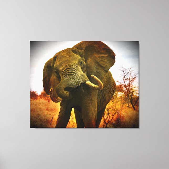 Mad African Elephant Wrapped Canvas (Front)