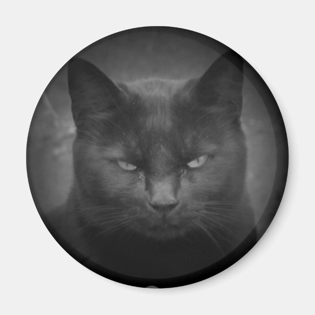 Mad Black cat spotlight Magnet (Front)