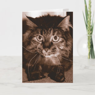 Mad Cat Card