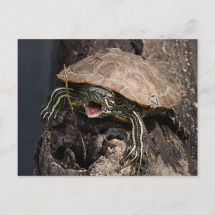 Mad Turtle Postcard