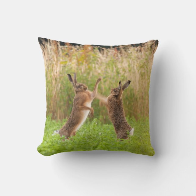 Mad wild hares boxing and fighting in Norfolk UK Cushion (Front)