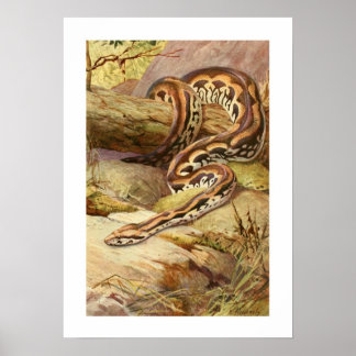 Madagascan Boa Poster