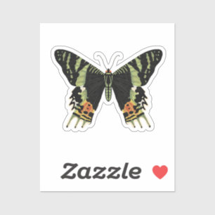 Madagascan Sunset Moth