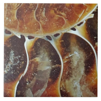 Madagascar ammonite large tile