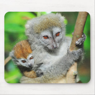 Madagascar, Andasibe, Ile Aux Lemuriens, Mother Mouse Mat
