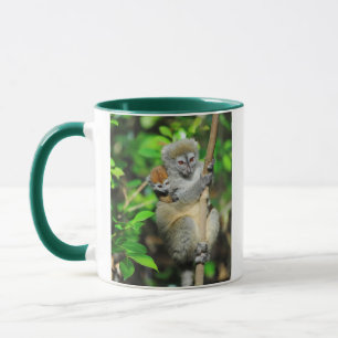 Madagascar, Andasibe, Ile Aux Lemuriens, Mother Mug