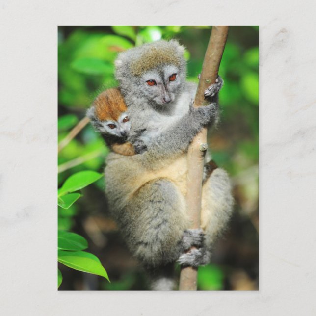 Madagascar, Andasibe, Ile Aux Lemuriens, Mother Postcard (Front)