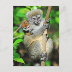 Madagascar, Andasibe, Ile Aux Lemuriens, Mother Postcard