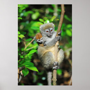 Madagascar, Andasibe, Ile Aux Lemuriens, Mother Poster