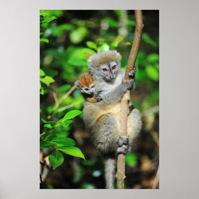 Madagascar, Andasibe, Ile Aux Lemuriens, Mother Poster (Front)