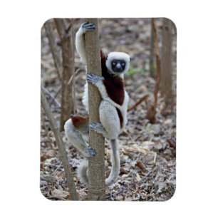 Madagascar, Ankarafantsika Reserve; Ampijoroa; Magnet