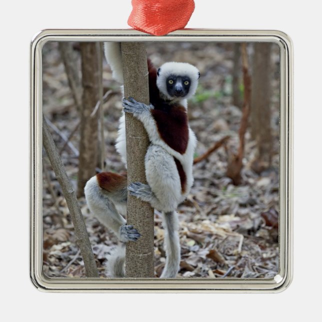 Madagascar, Ankarafantsika Reserve; Ampijoroa; Metal Tree Decoration (Front)