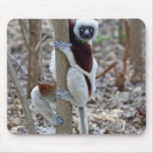 Madagascar, Ankarafantsika Reserve; Ampijoroa; Mouse Mat