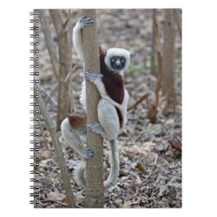 Madagascar, Ankarafantsika Reserve; Ampijoroa; Notebook