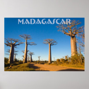 Madagascar Baobabs Poster