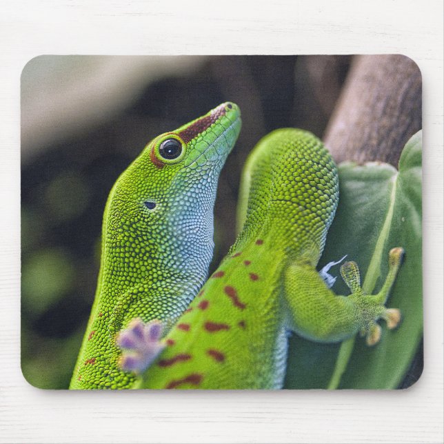 Madagascar day gecko mouse mat (Front)