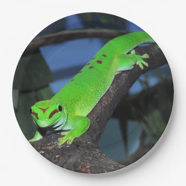 Madagascar day gecko paper plate (Front)
