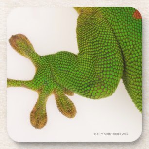 Madagascar day gecko (Phelsuma madagascariensis 2 Coaster
