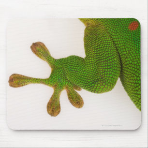 Madagascar day gecko (Phelsuma madagascariensis 2 Mouse Mat