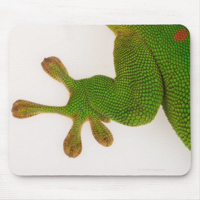 Madagascar day gecko (Phelsuma madagascariensis 2 Mouse Mat (Front)