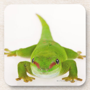 Madagascar day gecko (Phelsuma madagascariensis) Coaster