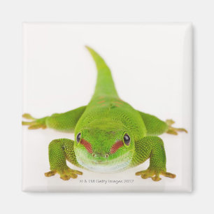 Madagascar day gecko (Phelsuma madagascariensis) Magnet