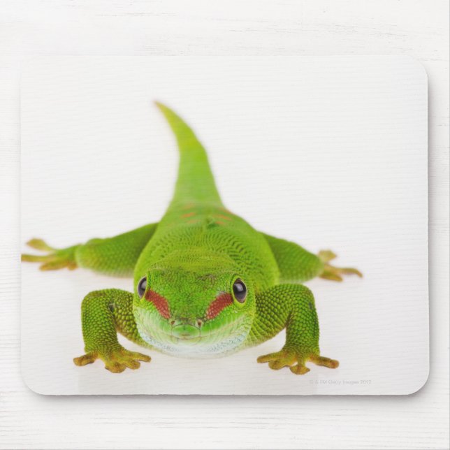 Madagascar day gecko (Phelsuma madagascariensis) Mouse Mat (Front)