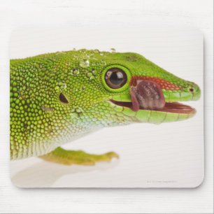 Madagascar day gecko (Phelsuma madagascariensis Mouse Mat
