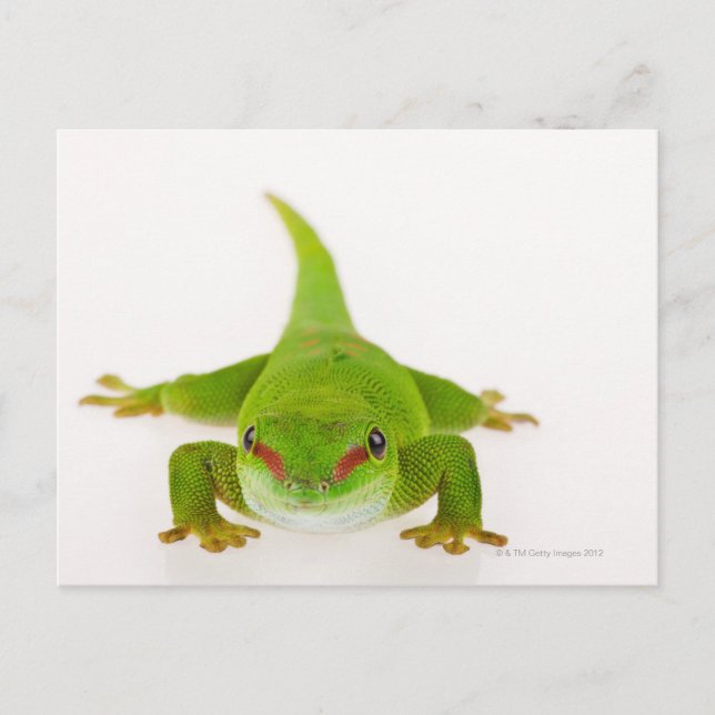 Madagascar day gecko (Phelsuma madagascariensis) Postcard (Front)