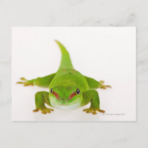 Madagascar day gecko (Phelsuma madagascariensis) Postcard