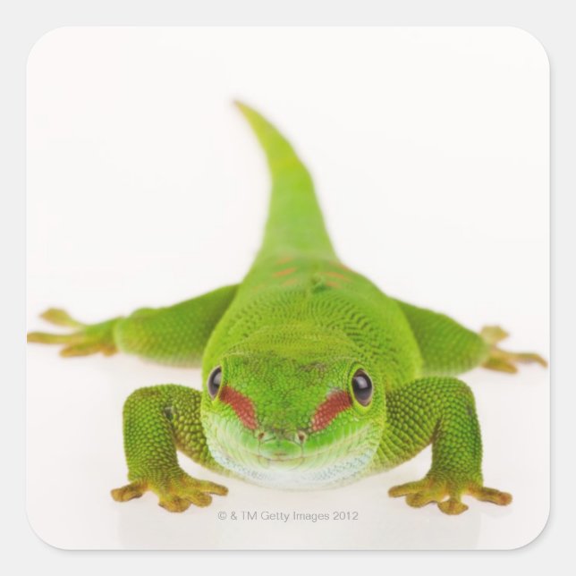 Madagascar day gecko (Phelsuma madagascariensis) Square Sticker (Front)