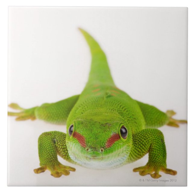 Madagascar day gecko (Phelsuma madagascariensis) Tile (Front)