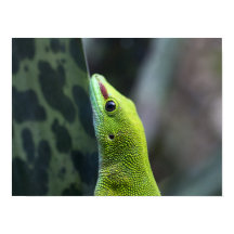Madagascar day gecko