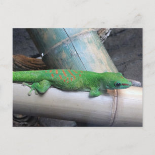 Madagascar Giant Day Gecko Postcard