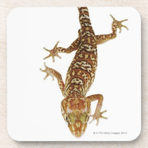 Madagascar ground gecko (Paroedura pictus) on Coaster