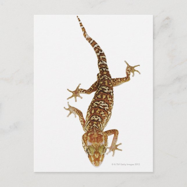 Madagascar ground gecko (Paroedura pictus) on Postcard (Front)