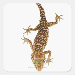 Madagascar ground gecko (Paroedura pictus) on Square Sticker