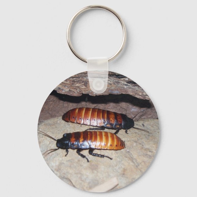 Madagascar Hissing Cockroach Key Ring (Front)