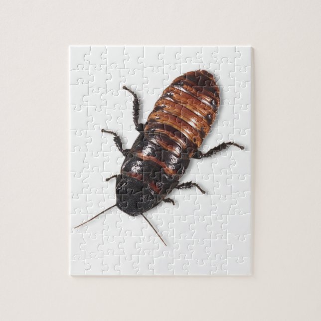 Madagascar Hissing Cockroach Puzzle (Vertical)