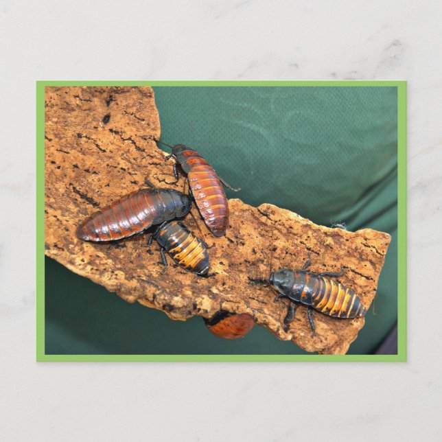 Madagascar hissing cockroaches postcard (Front)